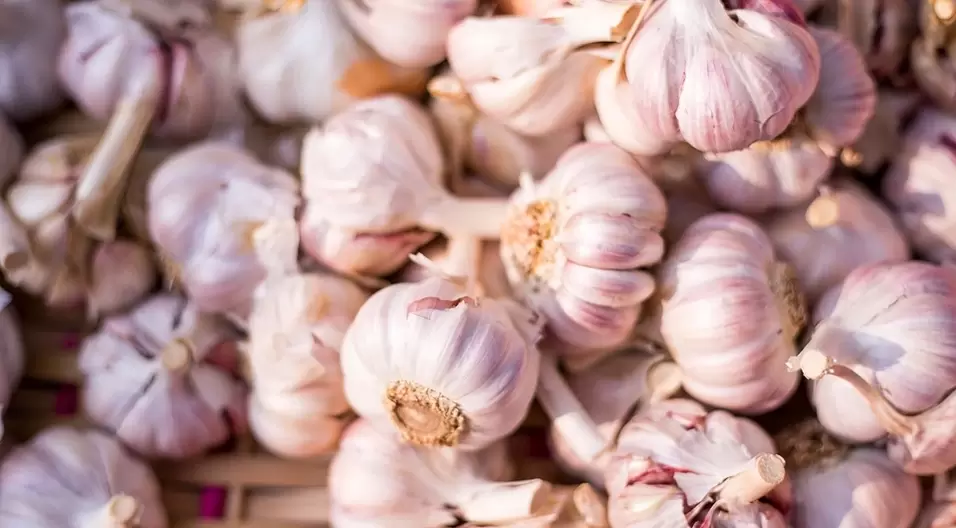 Garlic increases potency