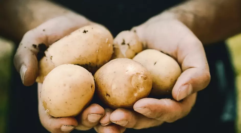 Potatoes for potency