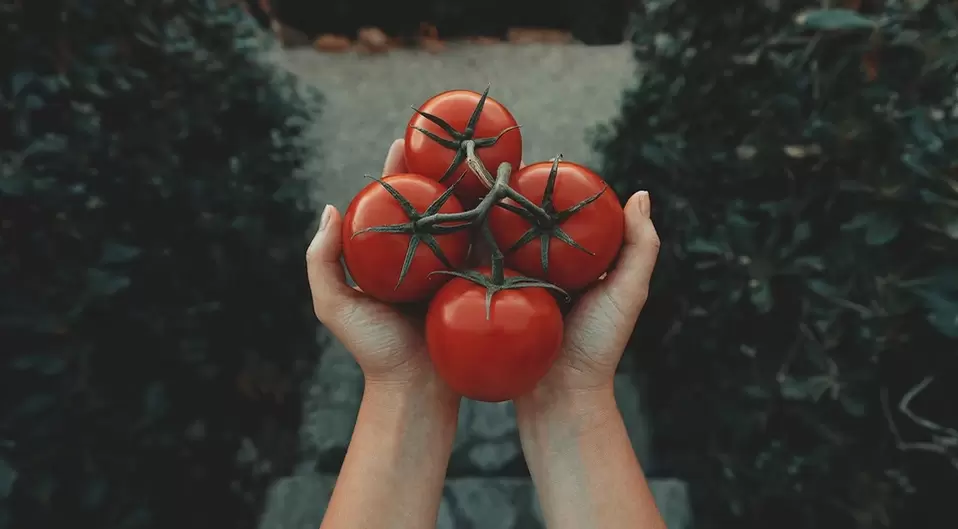 tomatoes for potency